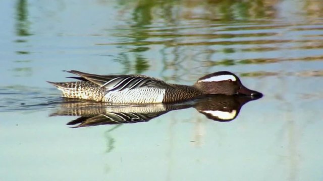 Swimming Bird, Wild Duck, Garganey, Anas querquedula
