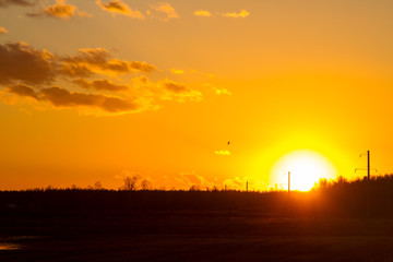 Obraz premium Sunset on the spring field