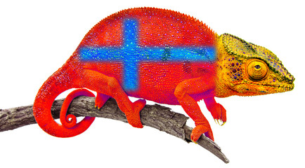 Caméléon aux couleurs de la Norvège 