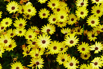 flowers in the garden