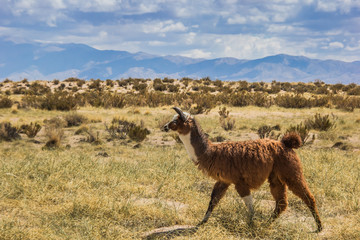 Brown lama in the Andes mountains in Argentina
