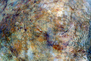 The texture of the wet skin of a large octopus. Bright abstract background. Dark.