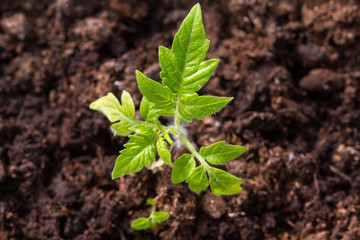 Young tomato sapling