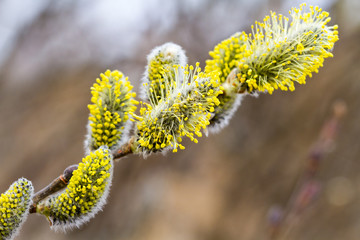 Blossoming buds of willow