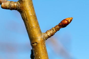 Young bud on a tree