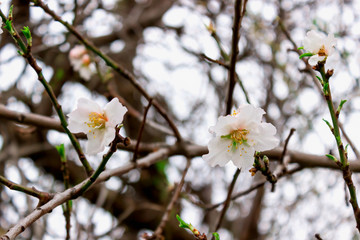 Almond tree flowers  close up. Blurry background with branches. Waiting for spring. Selective focus.