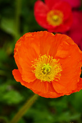 Fototapeta premium flowers in the garden