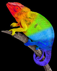 Caméléon arc-en-ciel sur fond noir