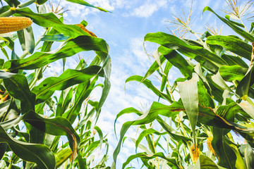 Corn cob growth in agriculture field outdoor with clouds and blue sky