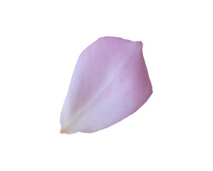 rose petals isolated on white background with clipping path