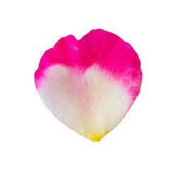 rose petals isolated on white background with clipping path