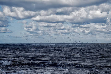 SeaGulls over the Sea