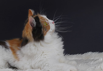 Cute cat with yellow eyes