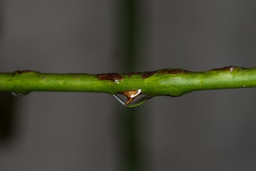 Nahaufnahme eines Wassertropfens an einem Rosen Dorn, Deutschland