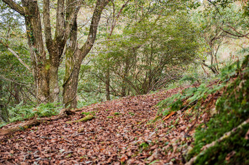 砥峰高原イメージ・中世日本、峠越えの道