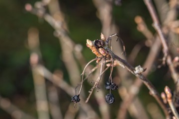 Verwelkte Pflanzentriebe im Winter, Deutschland