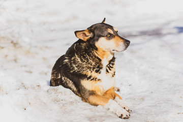 Fototapeta na wymiar Nice outdoor dog with yellow eyes at winter 