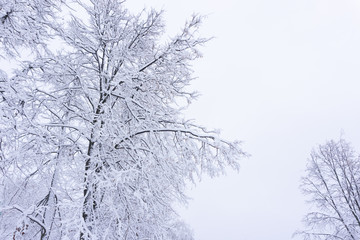 View of frozen tree against forest. Blue tone. Rural landscape