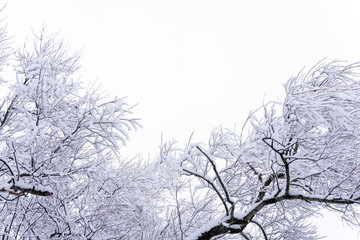 Winter landscape flora idyllic mist new year
