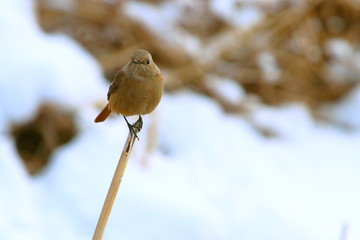 野鳥、ジョウビタキ、雪原、冬、小鳥、メス