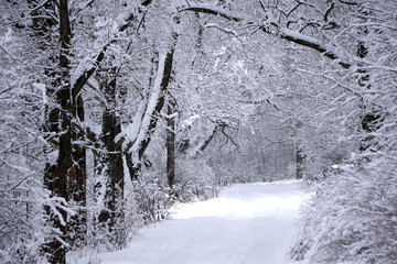 Winter snowy landscape. Snow-covered alley in the park on a frosty day. Winter walk in the garden