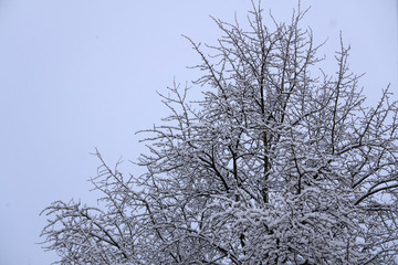 Top of the trees in the deciduous forest in the winter time with clear blue sky