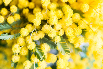 Beautiful mimosa flowers in soft and blur style. Springtime.