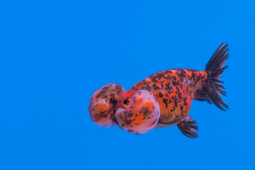 Bubble Eye Goldfish in glass tank on blue background.