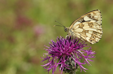 A Marbled White Butterfly (Melanargia galathea) nectaring on a Greater Knapweed (Centaurea scabiosa) flower.