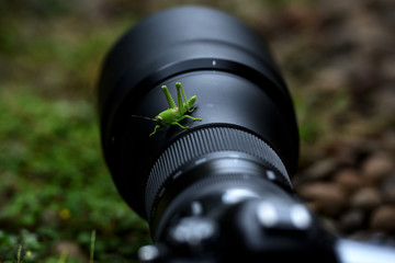 grasshopper above the camera lens - Powered by Adobe