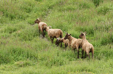 A small herd of rare breed Manx Loaghtan Sheep (Ovis aries) grazing on a herb covered hillside.