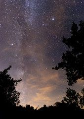Milky way on the sky over the trees