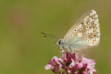 Fototapeta na wymiar A Chalk Hill Blue Butterfly (Polyommatus coridon) nectaring on a flower.