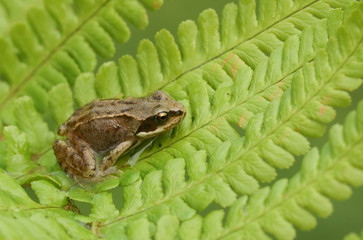 A cute baby Common Frog (Rana temporaria) sitting on a fern leaf.	