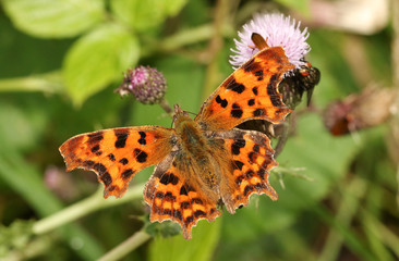 A beautiful Comma Butterfly (Polygonia c-album) nectaring from a thistle flower.	