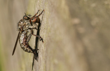 A Robberfly feeding on its prey another fly.