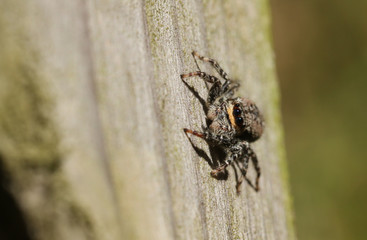 A  fencepost Jumping Spider (Marpissa muscosa) hunting on a wooden fence.