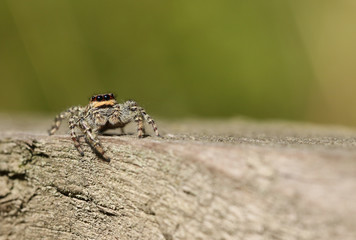 A  fencepost Jumping Spider (Marpissa muscosa) hunting on a wooden fence.