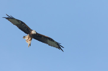  A hunting Red Kite (Milvus milvus) flying in the blue sky.