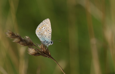 A female Common Blue Butterfly (Polyommatus icarus) perched on a grass seed head.