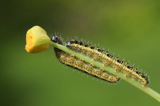 Two Large White Butterfly Caterpillar (Pieris brassicae) feeding on a plant.