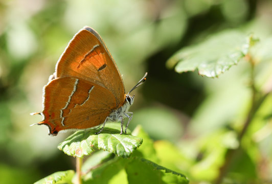 The side view of a rare Brown Hairstreak (Thecla betulae) perched on a leaf .