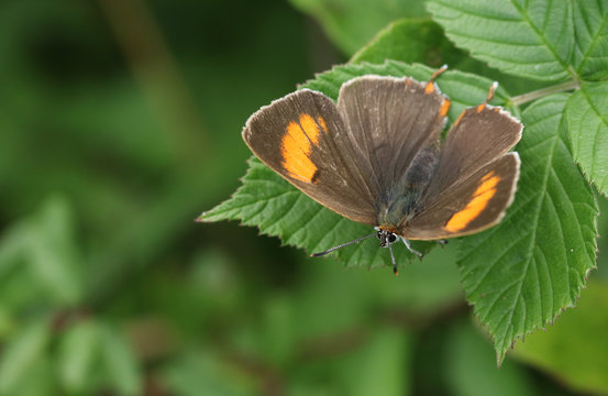 A rare Brown Hairstreak (Thecla betulae) perched on a leaf .