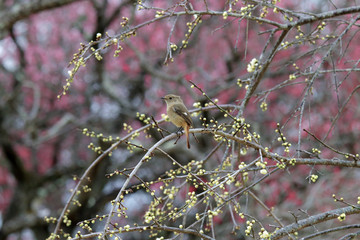 梅にジョウビタキ、ジョウビタキ、春の鳥、梅の開花、春風景