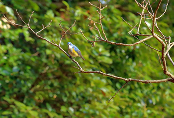 ルリビタキ、野鳥、春の野鳥、埼玉県、瑠璃鶲、早春