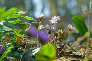 雪割草、ユキワリソウ、野草、早春の花、白いミスミソウ、春一番