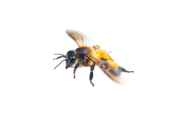 A close up of flying bee isolated on white background