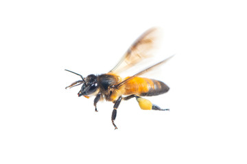 A close up of flying bee isolated on white background