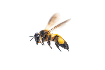 A close up of flying bee isolated on white background