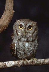 Eastern Screech Owl (Megascops Asio)